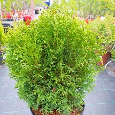 Туя западная "Тини Тим"/ Thuja occidentalis Tiny Tim