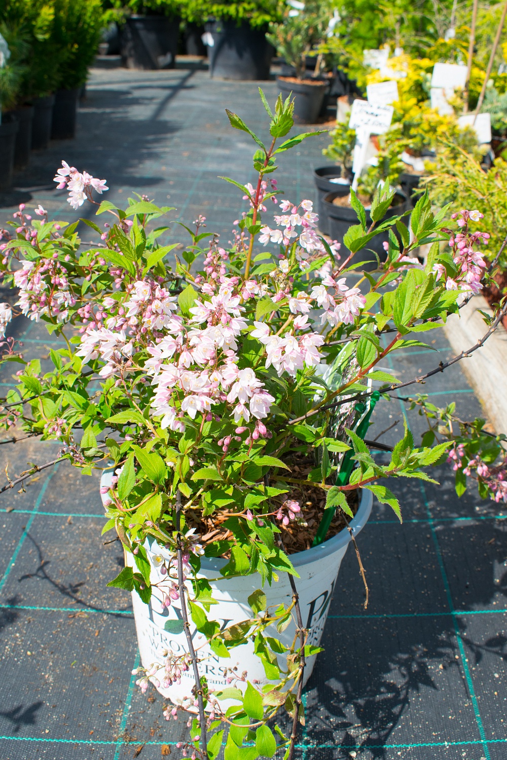 Дейция "Yuki Cherry Blossom" (Юки Черри Блоссом)