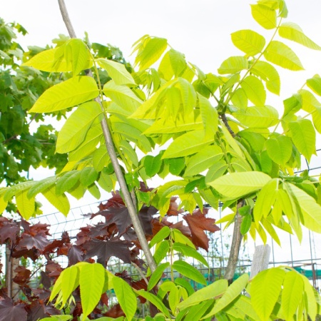 Орех "Маньчжурский"