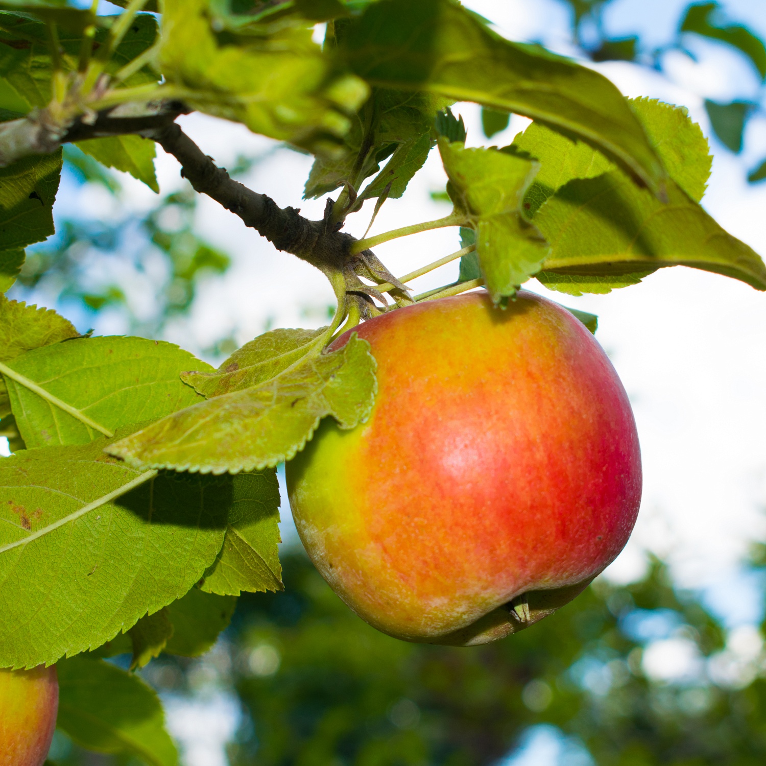 Наступает новый дачный сезон - а это прекрасное время для посадки саженцев плодовых растений