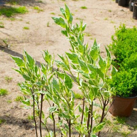 Дерен белый  "Gouchaultii"