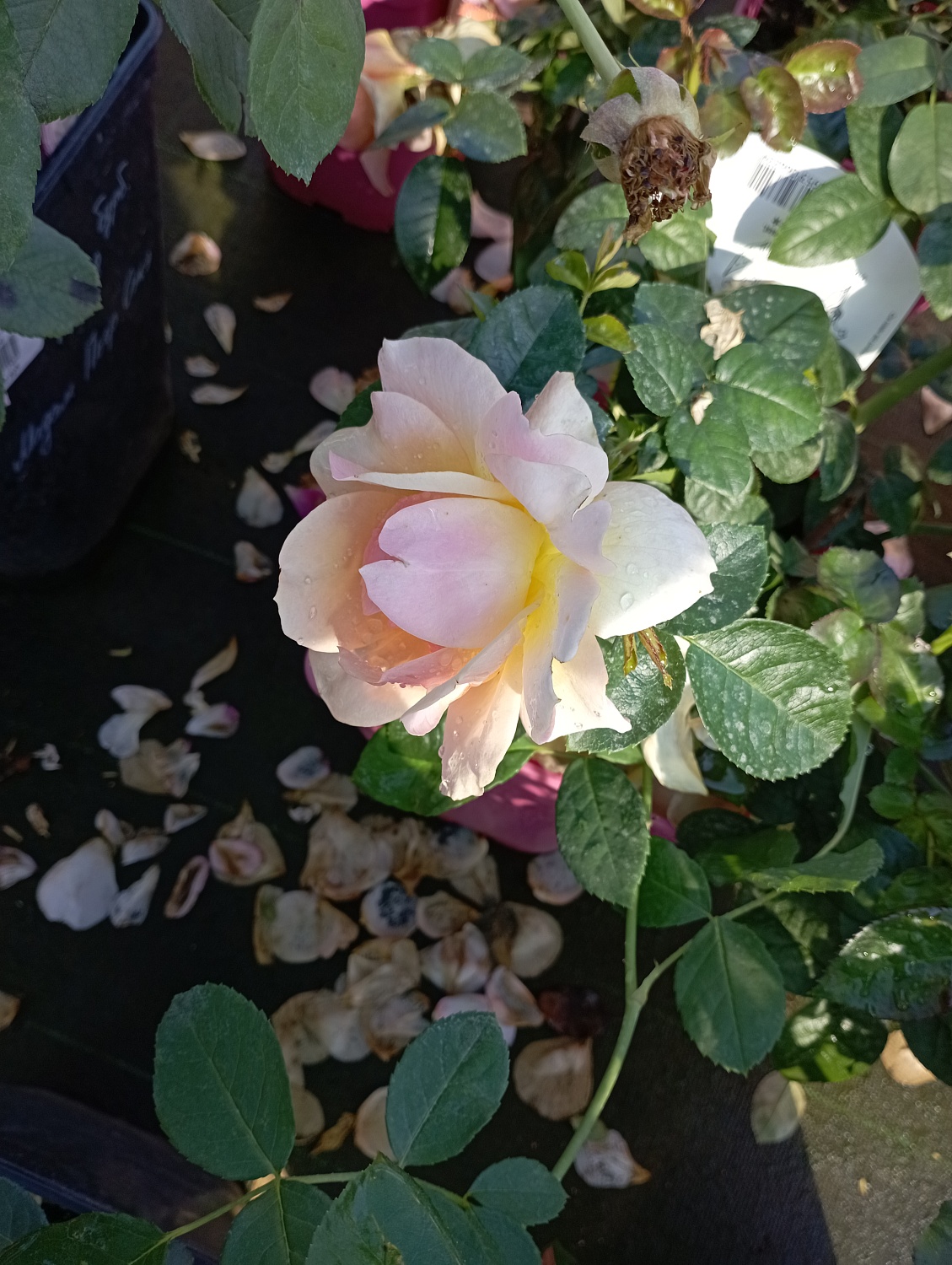 Роза флорибунда "Ханээштадт Росток" (Hansestadt Rostock)