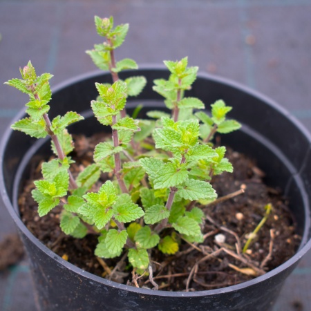 Котовник фассена "Six Hills Giant"  (Сикс Хиллс Жиант)