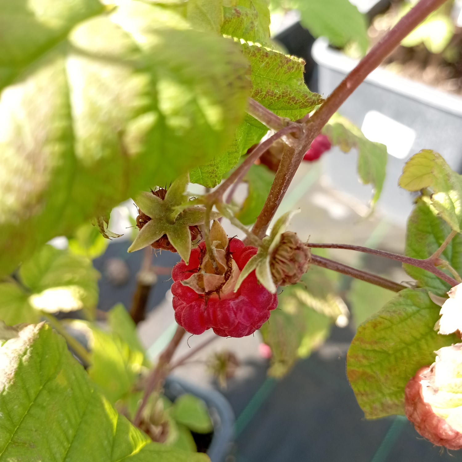 Малина Хейса