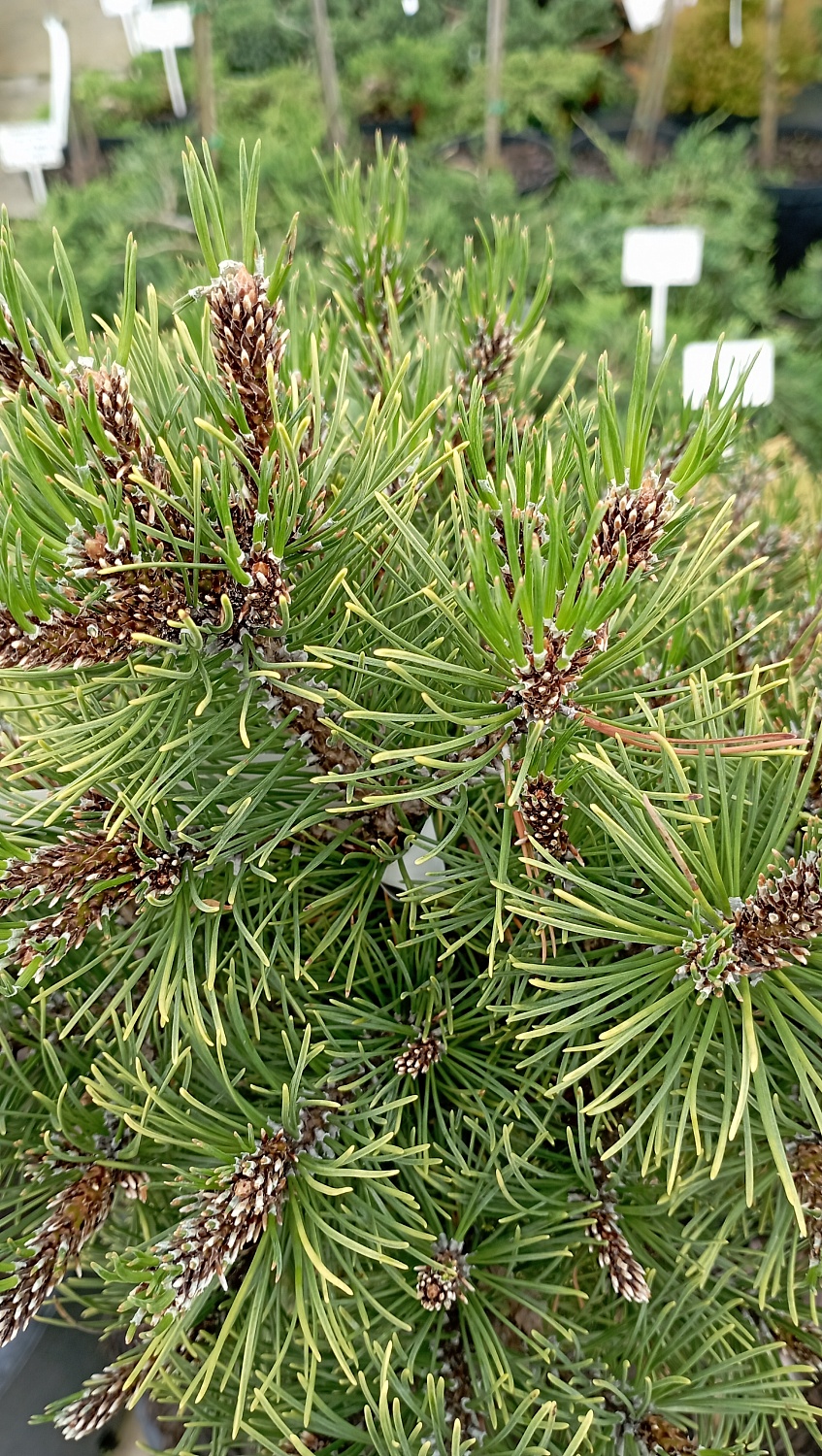 Сосна горная "Ophir"