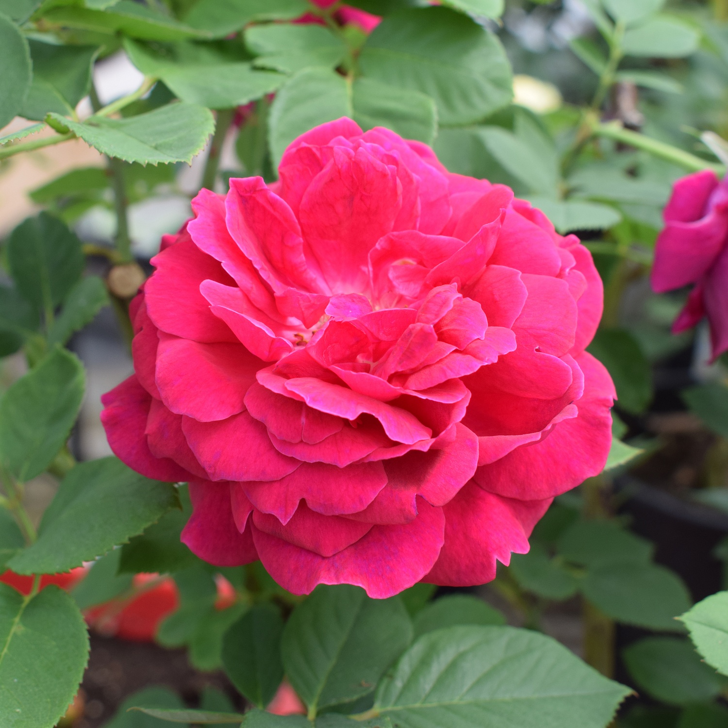 Розы красные… Розы прекрасные…. Или 200 сортов кустовых роз, которые могут украсить ваш сад и вашу жизнь!