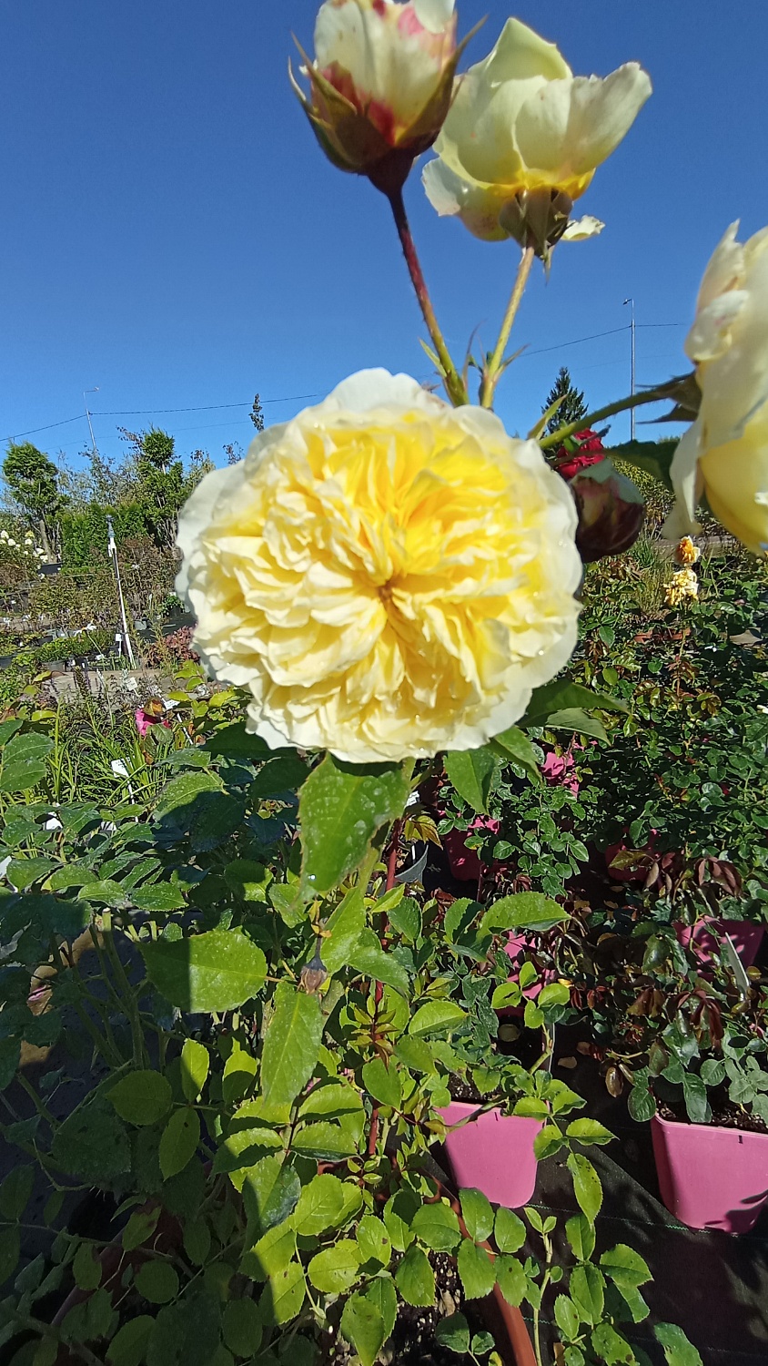 Роза английская "Роальд Даль" (Roald Dahl)