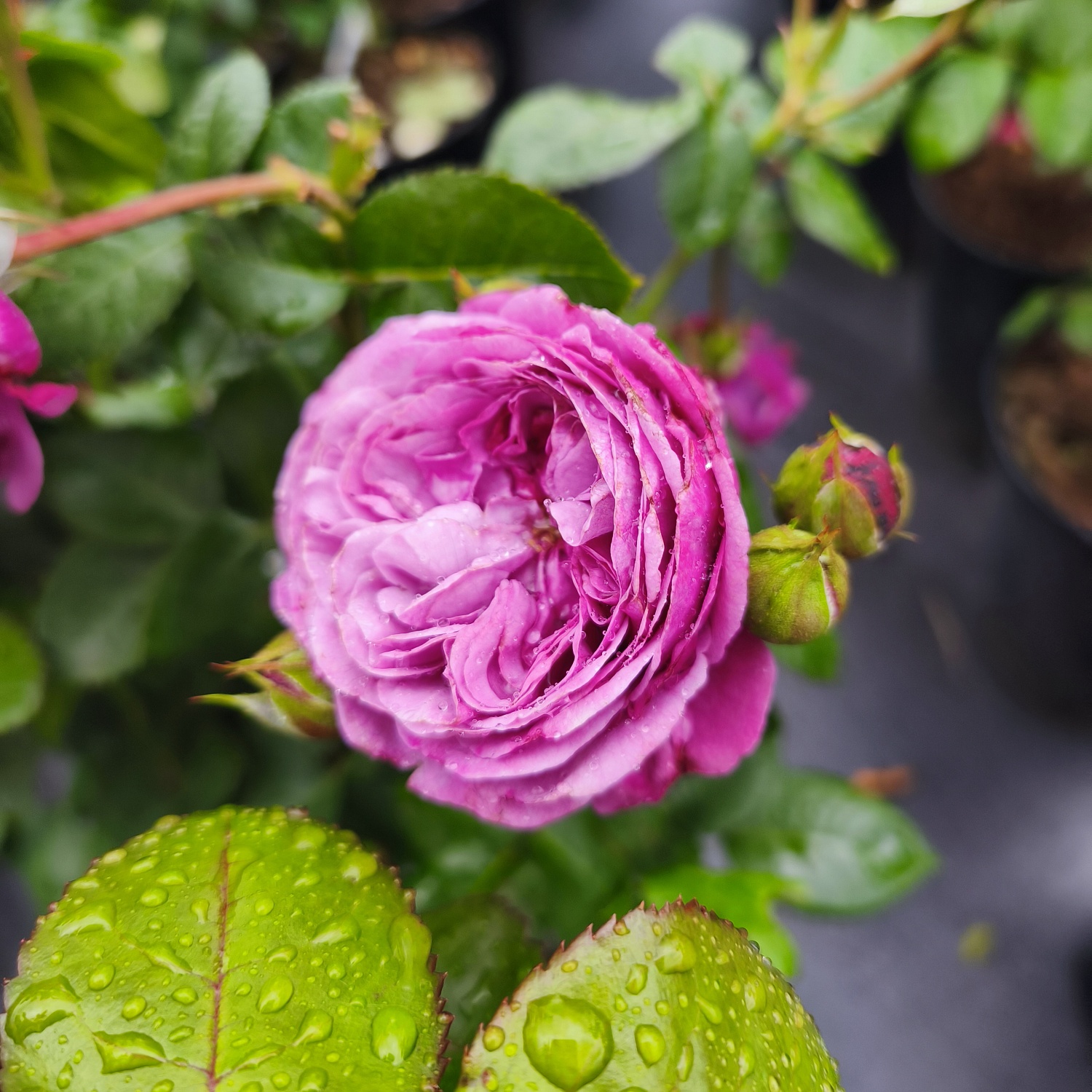 Роза Блю Скай Фри