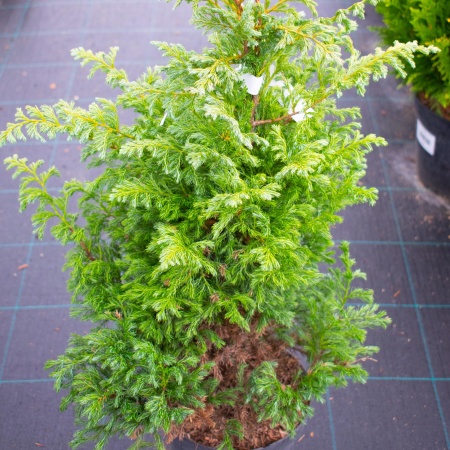 Кипарисовик горохоплодный  "Boulevard"