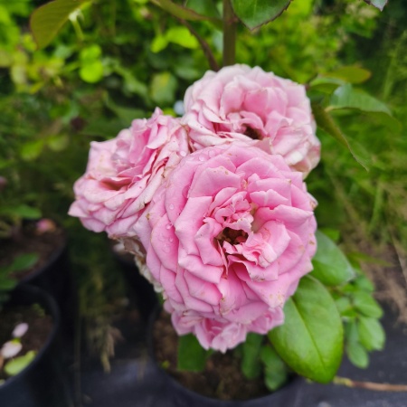 Роза Пьер де Ронсар