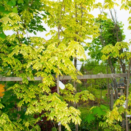 Клен остролистный "Друмонди" / Acer platanoides "Drummondii" Клен остролистный "Друмонди" / Acer platanoides "Drummondii"