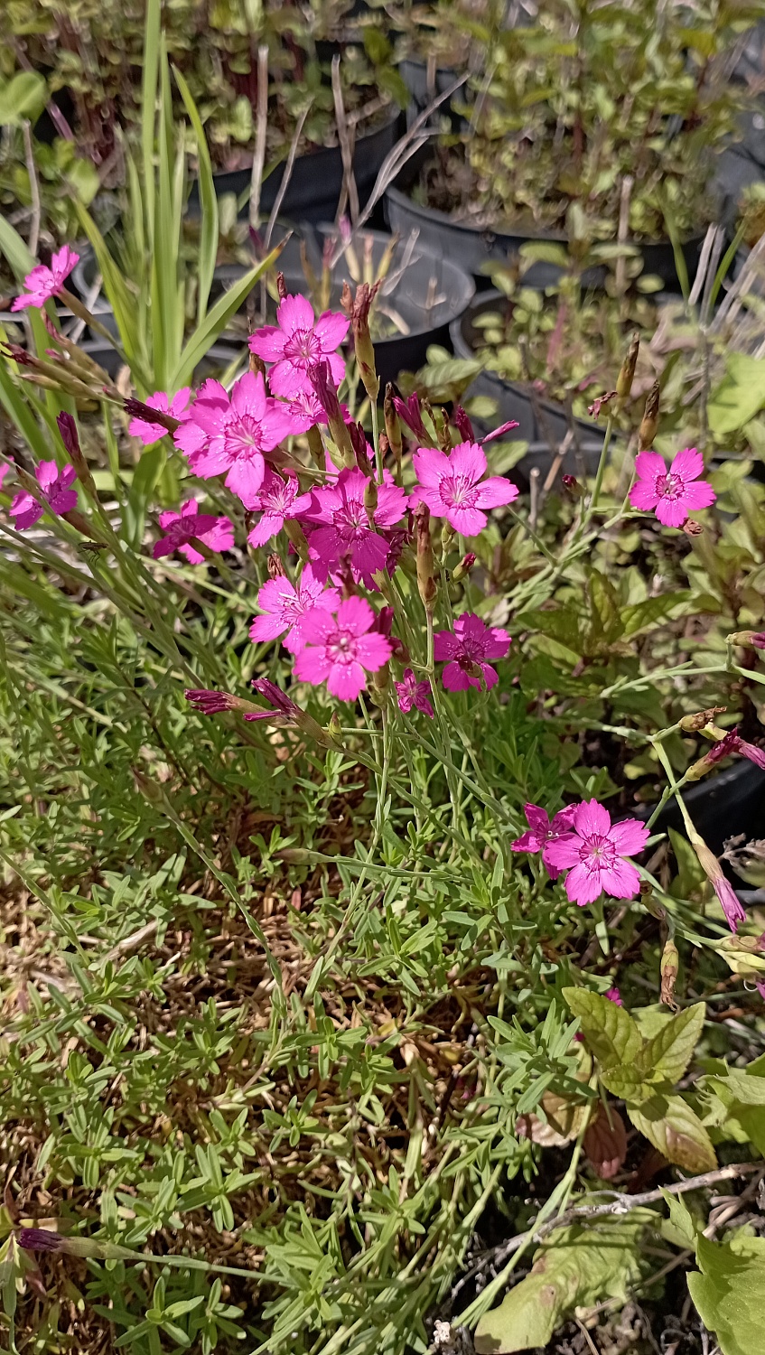 Гвоздика травянка "Confetty Deep Red" (Конфетти Дип Ред)