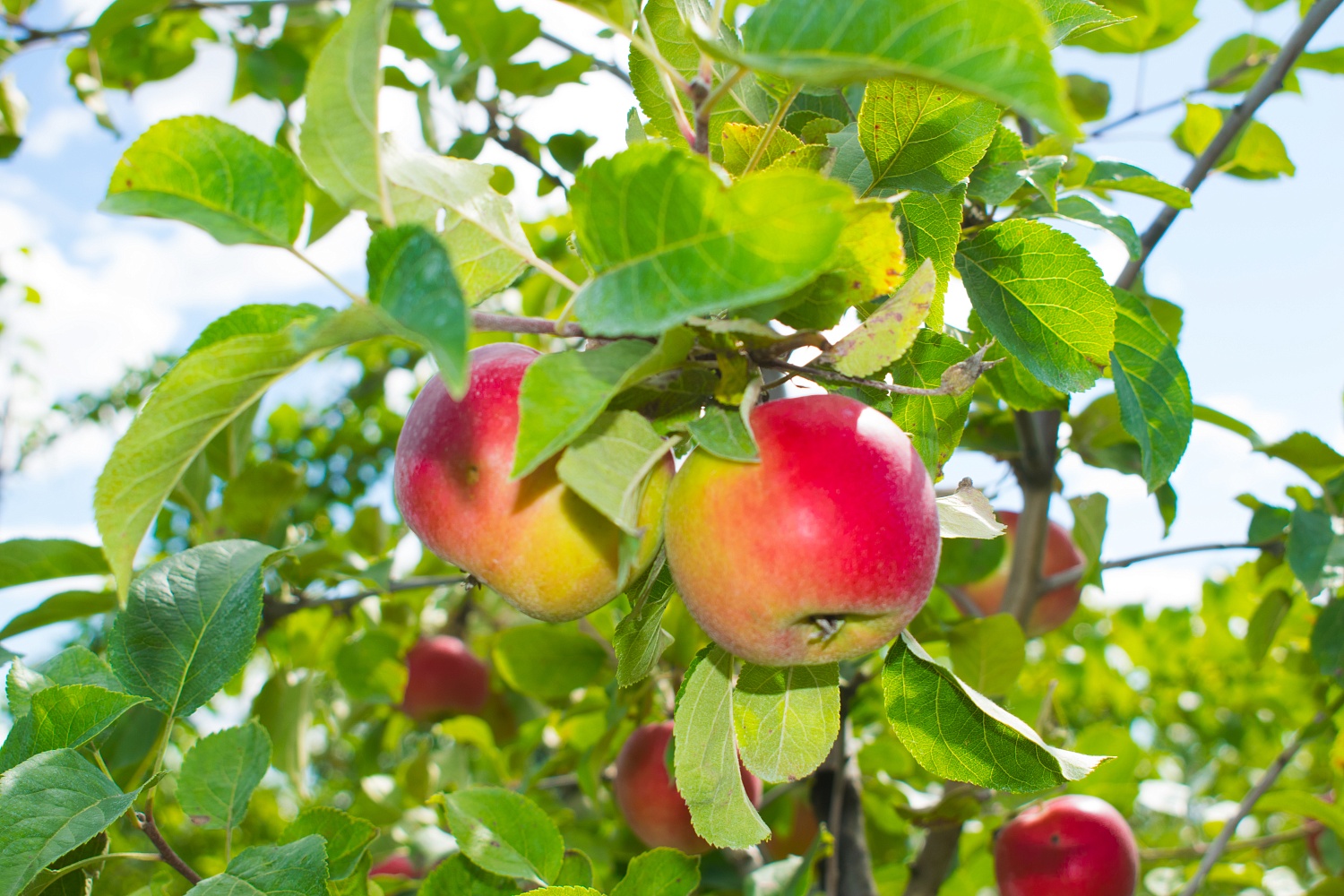 Яблоня «Имрус»