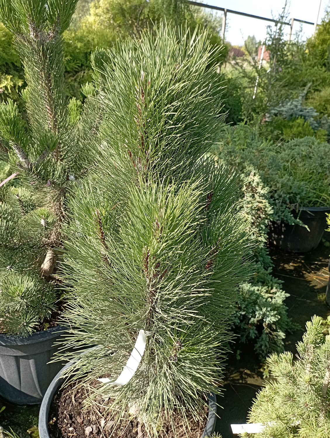 Сосна черная "Green Tower"