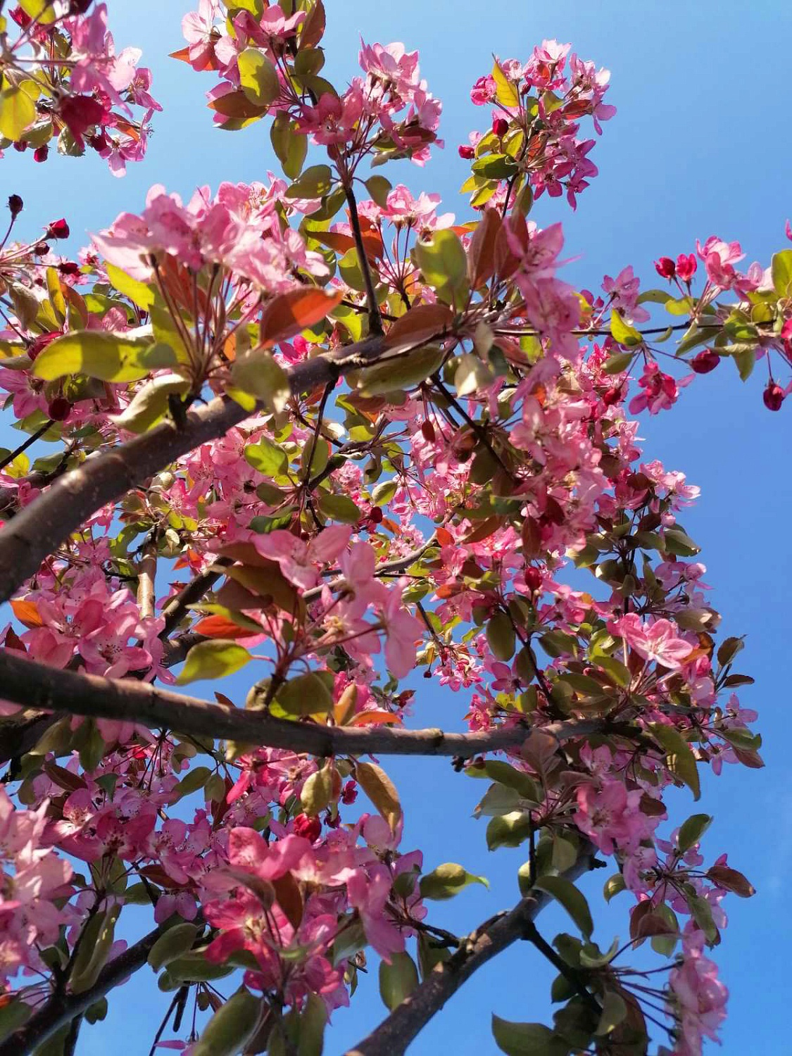 Яблоня декоративная Пионерка