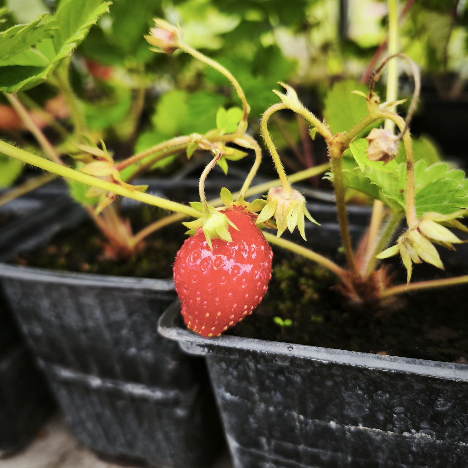 У нас поступление земляники