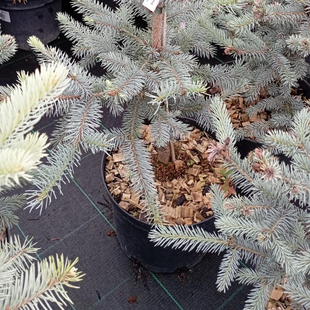 Ель колючая "Erich Frahm"