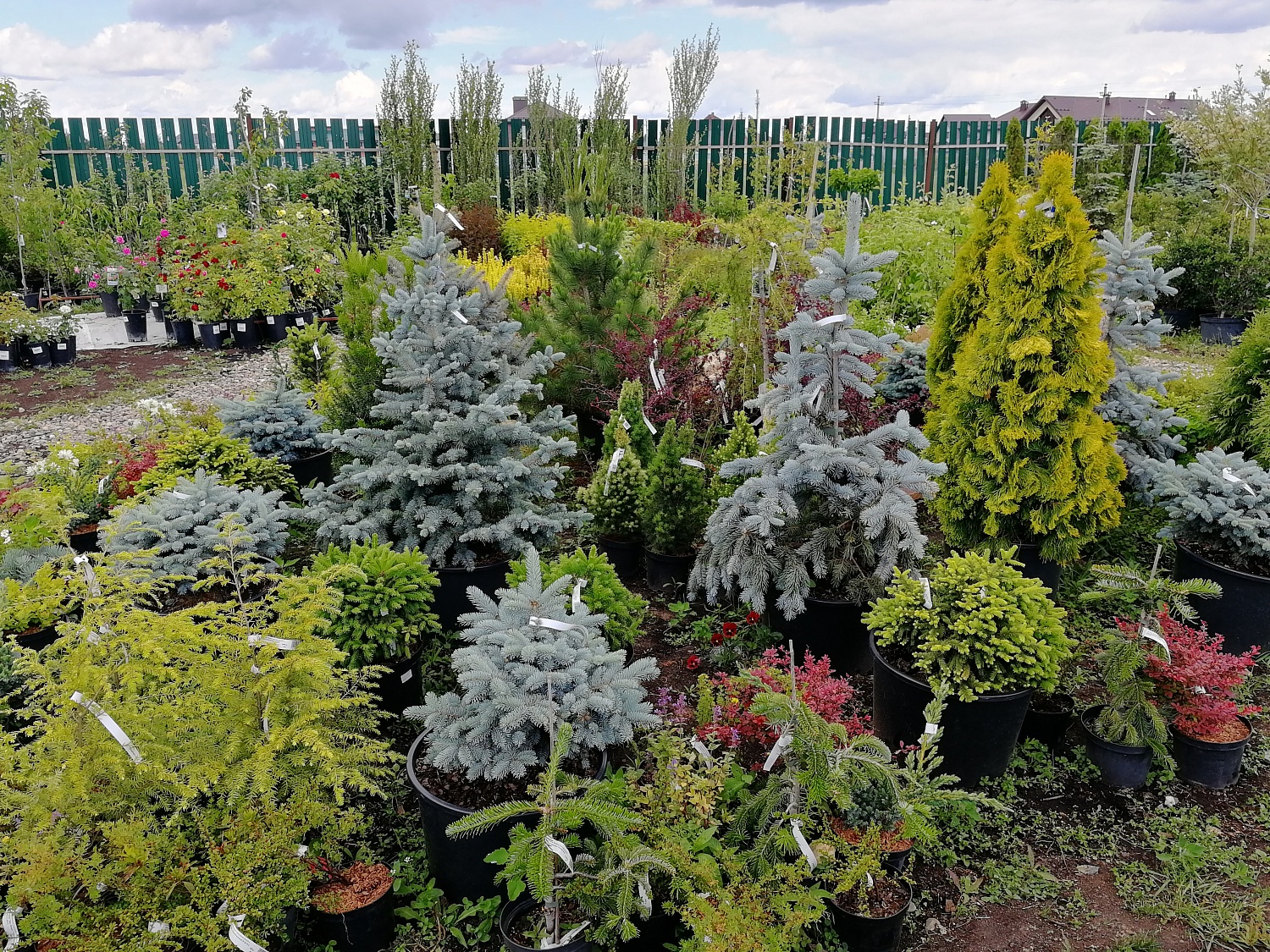 6 хвойных для вашего сада. Как правильно выбрать?