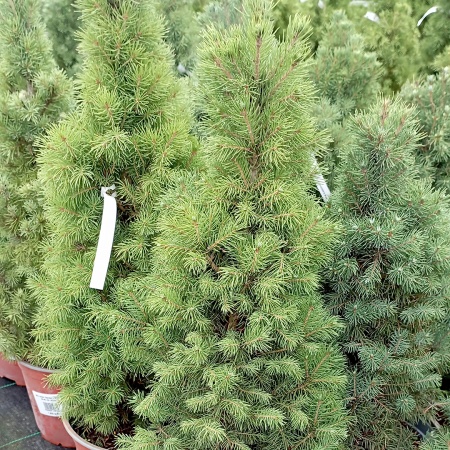 Ель сизая "Sander's Blue"