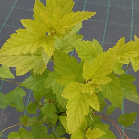 Пузыреплодник калинолистный "Angel Gold" Пузыреплодник калинолистный "Angel Gold"