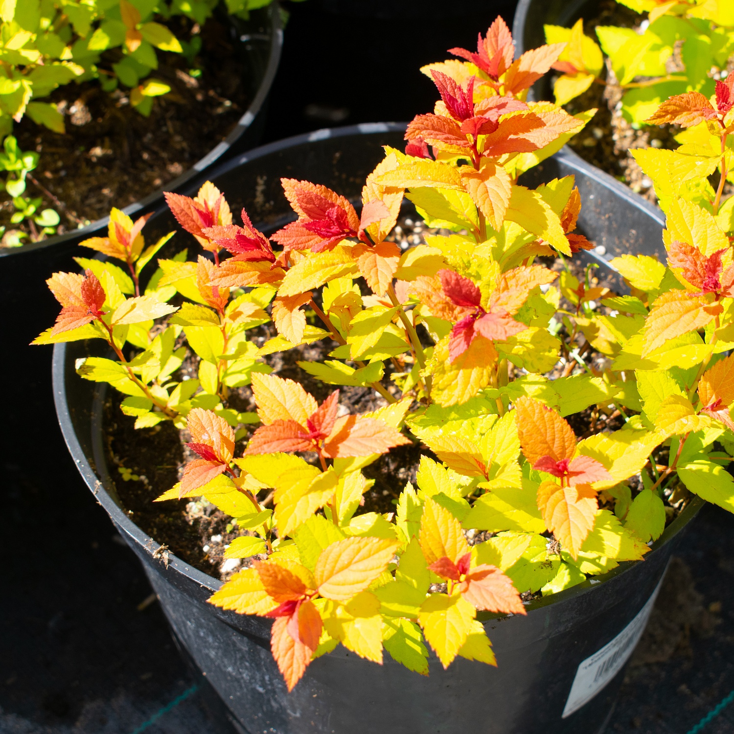 Декоративные деревья и кустарники: реальная красота