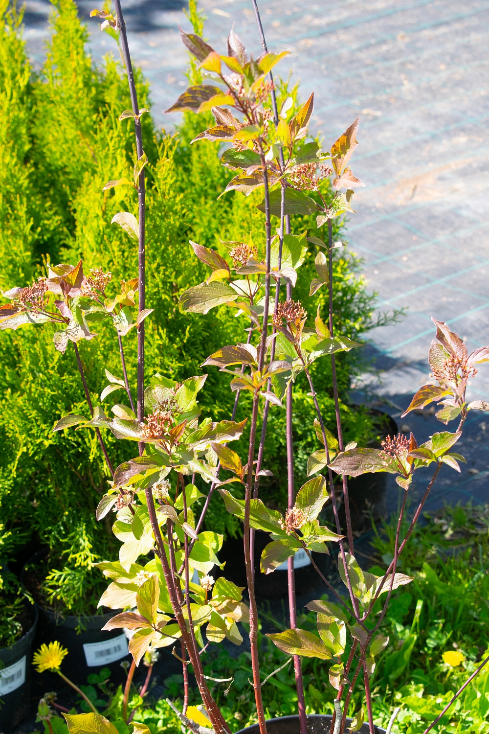 Дерен белый "Сибирика" / Cornus "Sibirica"