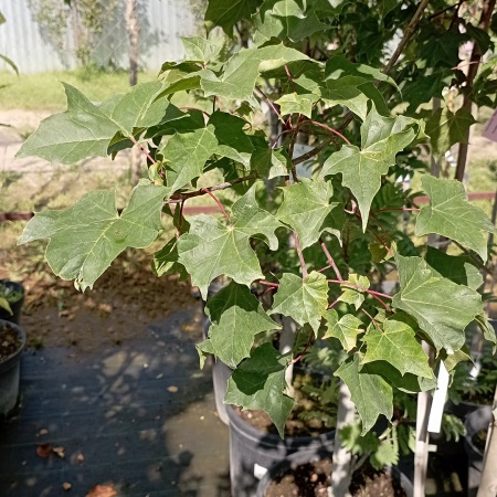 Клён веерный Ample Surprise