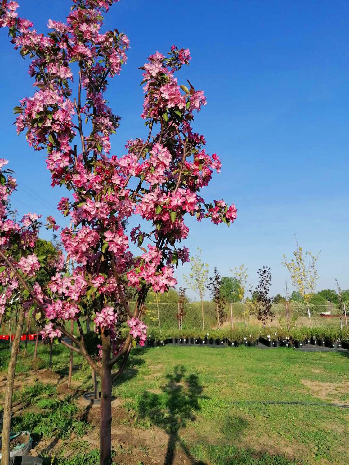 Яблоня декоративная Пионерка