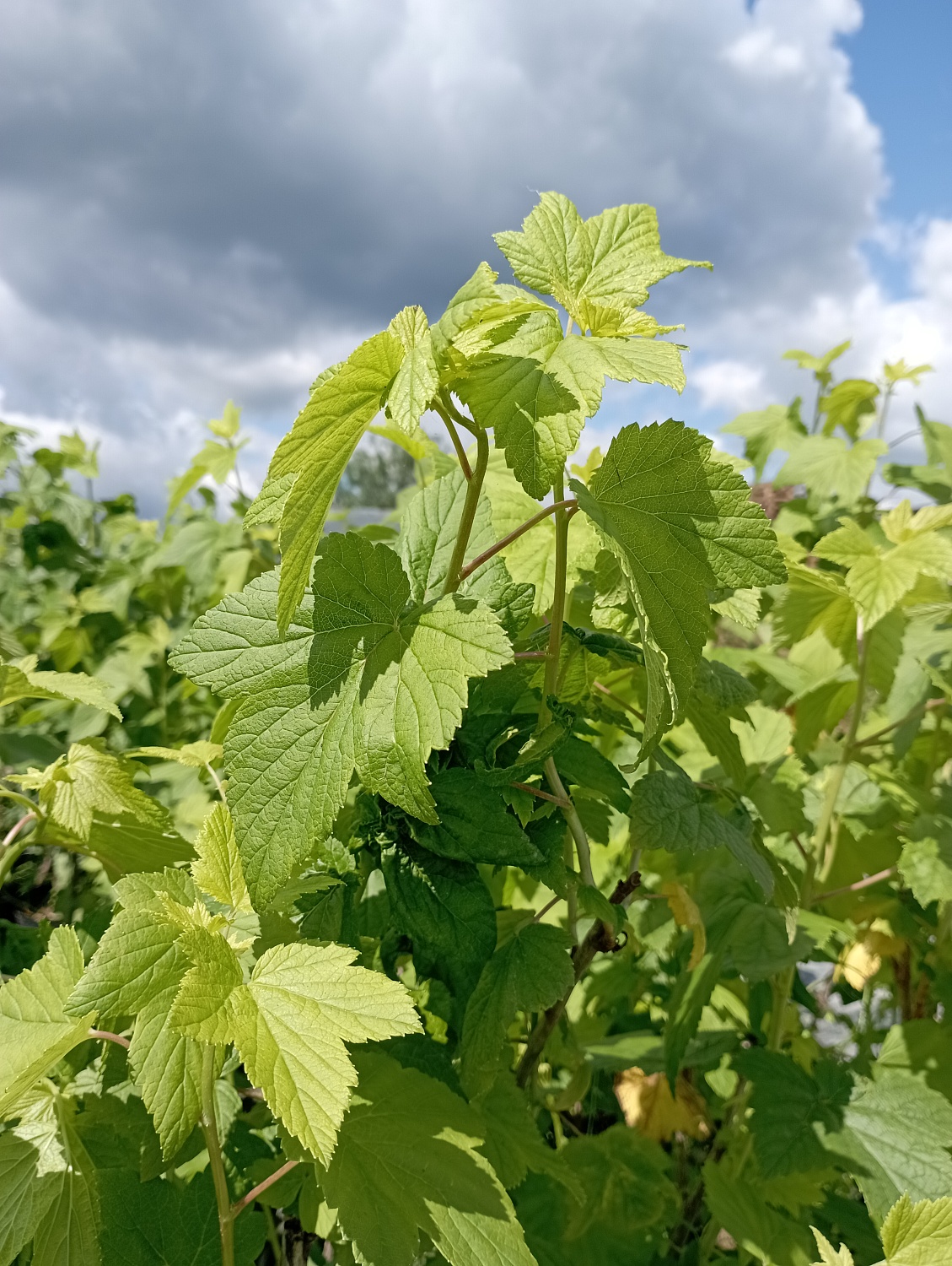 Смородина зеленоплодная "Снежная королева"