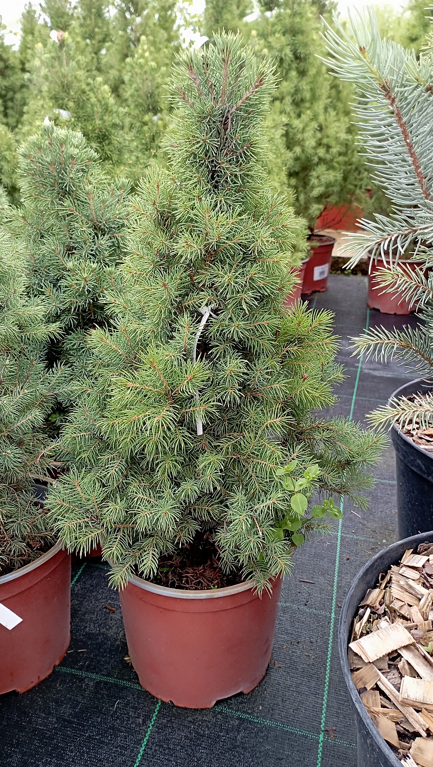 Ель сизая "Sander's Blue"