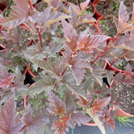 Пузыреплодник "Red Baron"