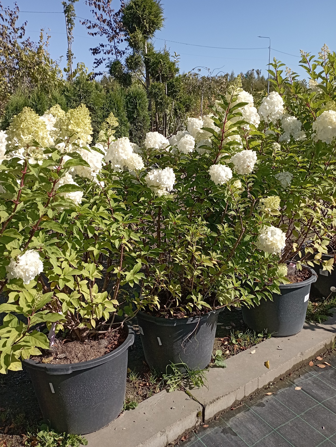 Гортензия метельчатая "Polar Bear"