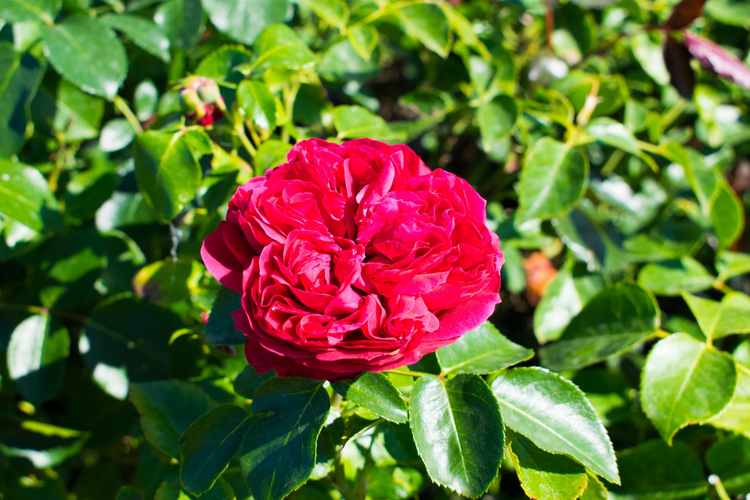 Роза шраб "Eric Tabarly" ("Эрик Таберли")