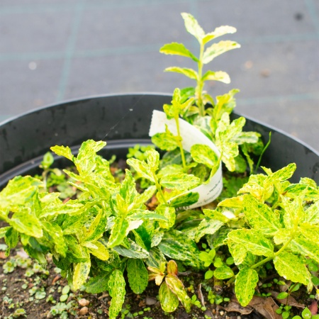 Бересклет Форчуна "Golden Harlequin" Бересклет Форчуна "Golden Harlequin"