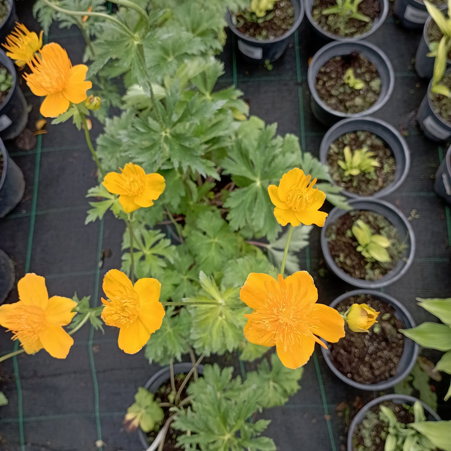 Купальница китайская ярко-оранжевый