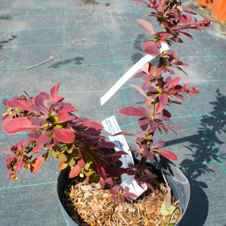Барбарис Тунберга "Golden Ring" Барбарис Тунберга "Golden Ring"