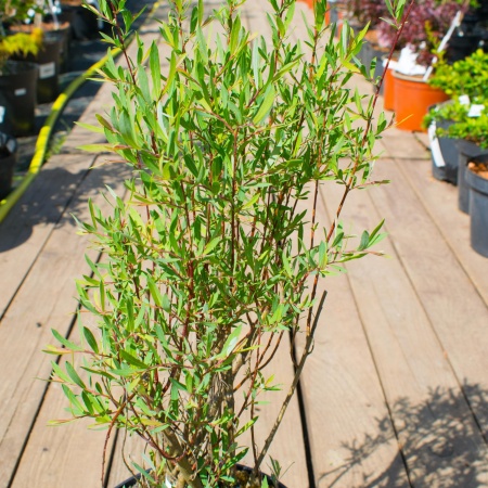 Ива пурпурная "Nana" / Salix purpurea "Nana"