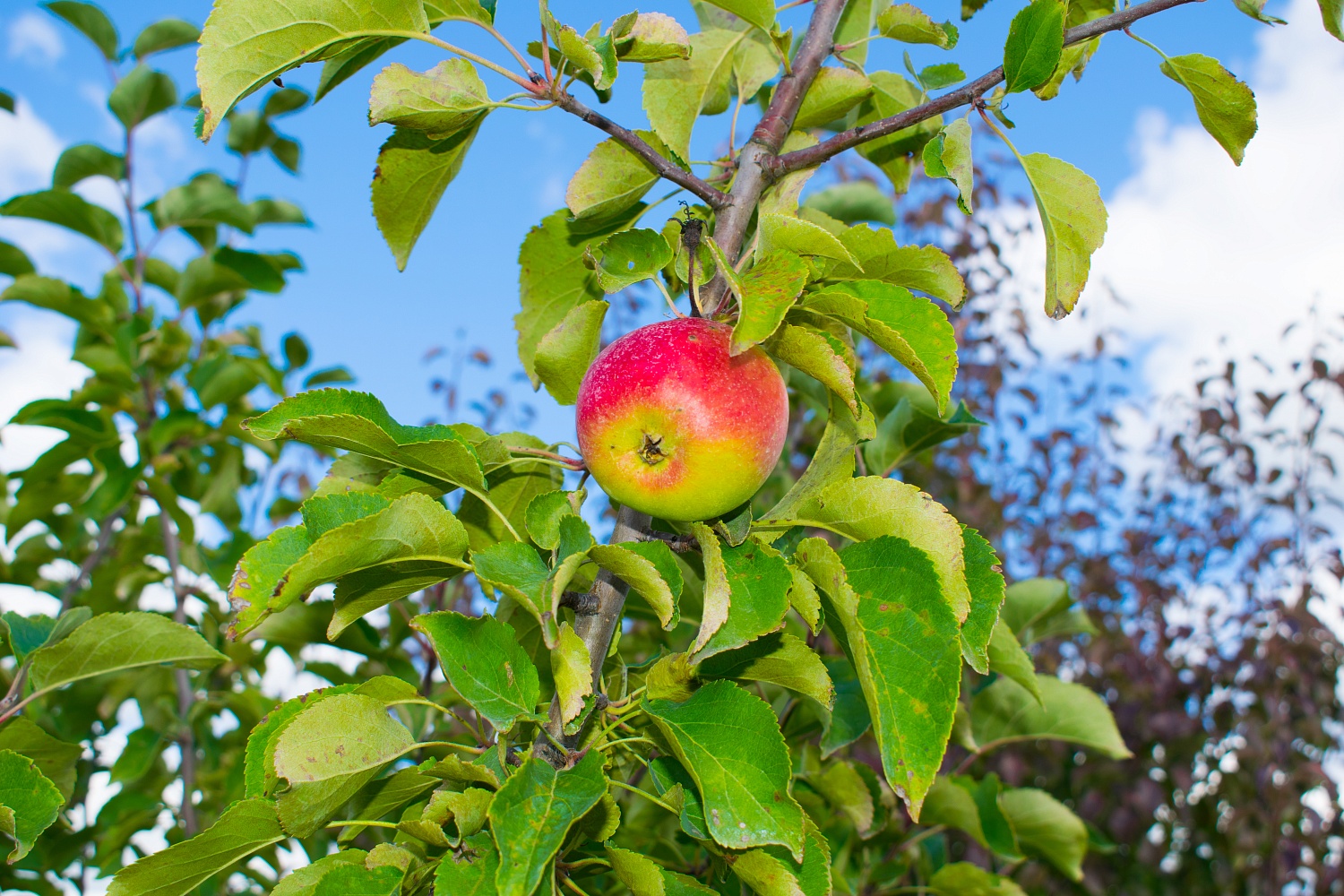 Яблоня "Жигулевское"