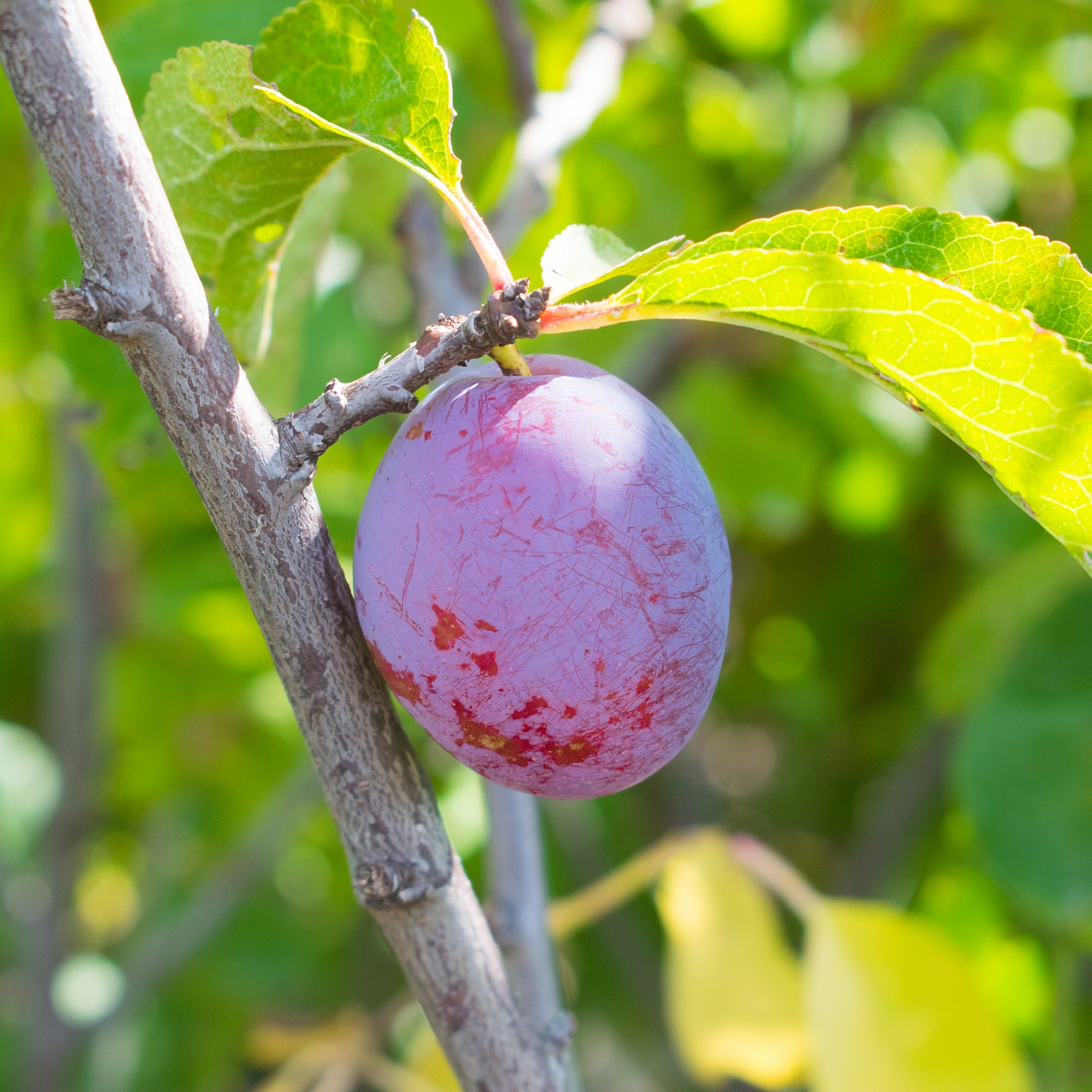 Наступает новый дачный сезон - а это прекрасное время для посадки саженцев плодовых растений
