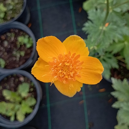 Купальница китайская ярко-оранжевый