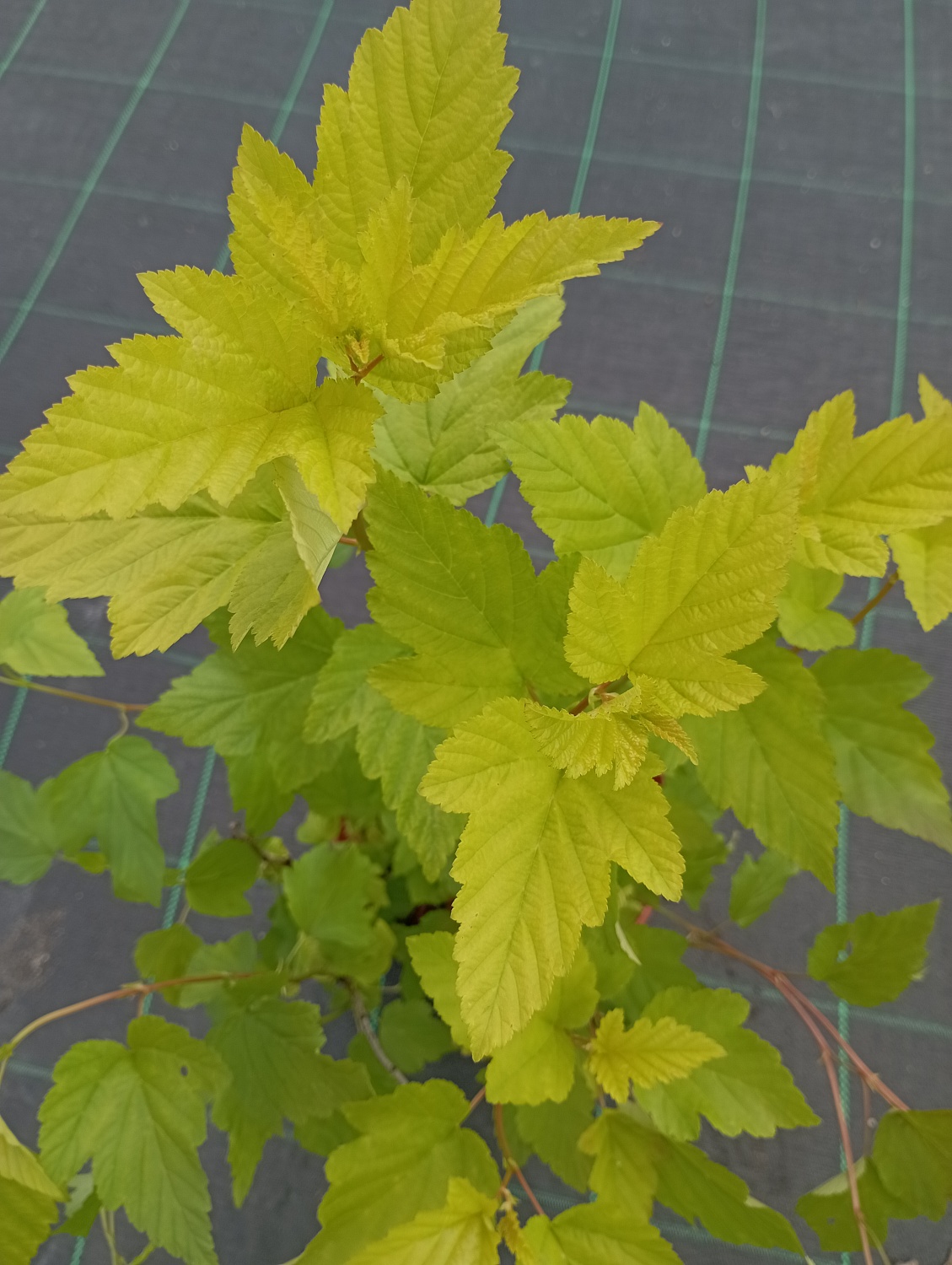 Пузыреплодник калинолистный "Angel Gold" Пузыреплодник калинолистный "Angel Gold"