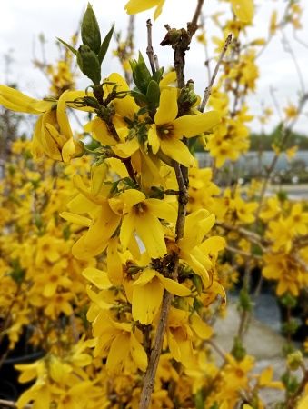 Форзиция "Goldzauber" (Голдзаубер)