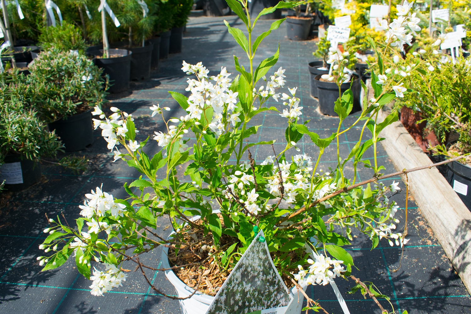 Дейция "Yuki Snowflake"