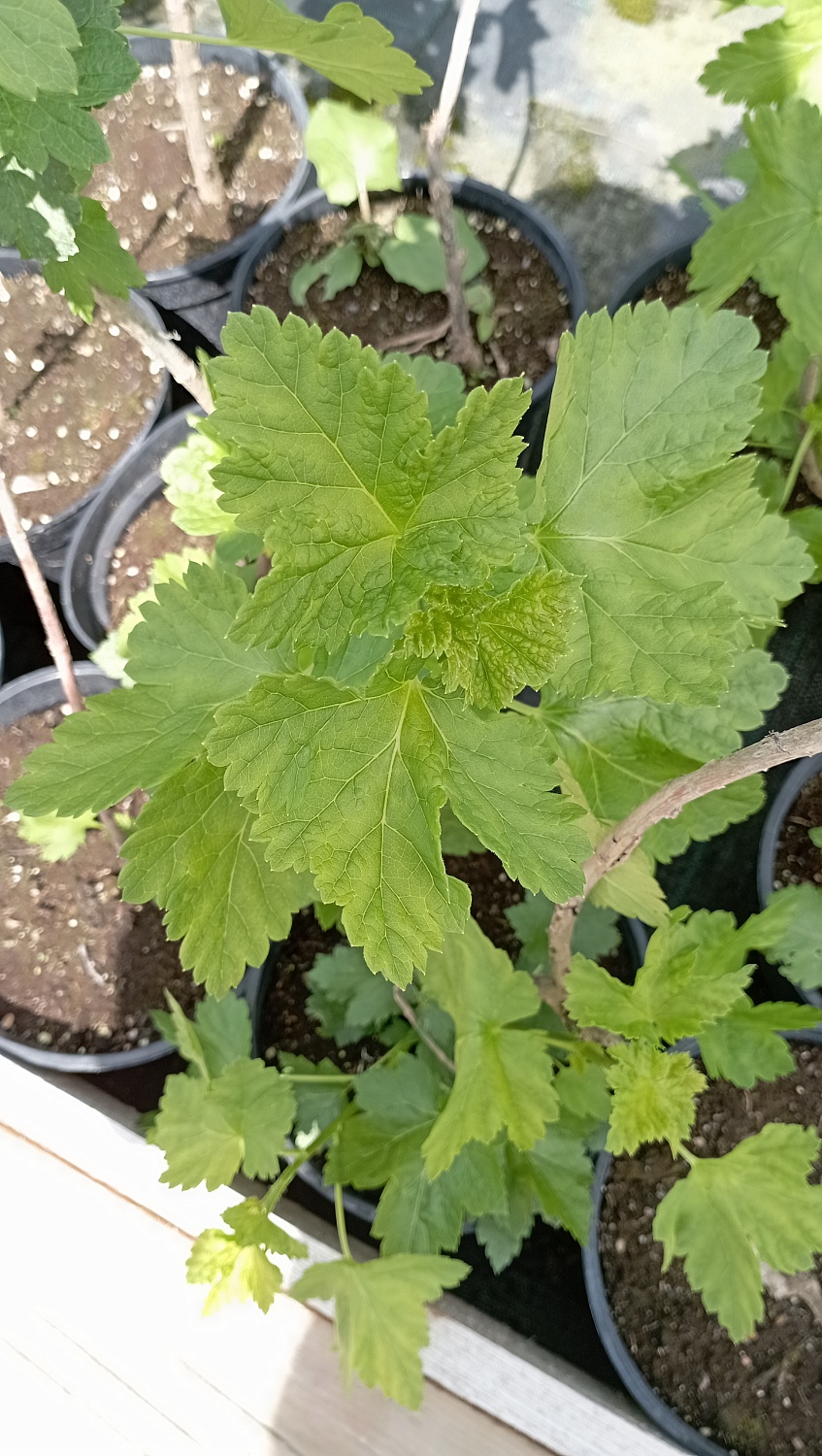 Йошта Крона (гибрид крыжовника и черн. смородины)