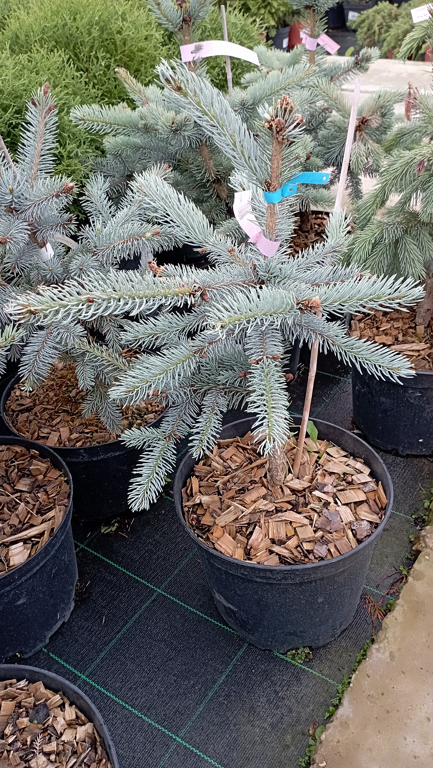 Ель колючая "Хупси" / Picea pungens "Hoopsii"