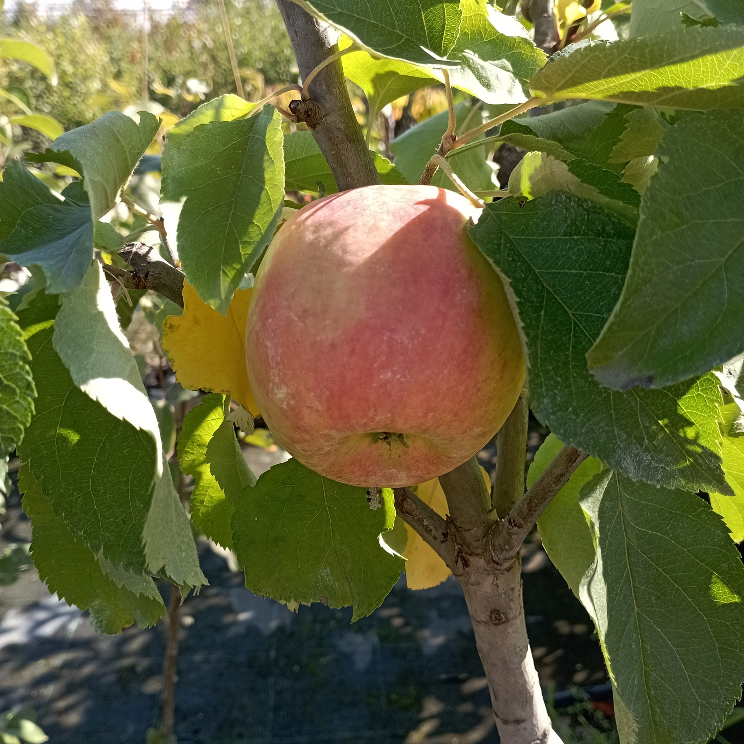 Наступает новый дачный сезон - а это прекрасное время для посадки саженцев плодовых растений