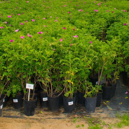 Шиповник обыкновенный