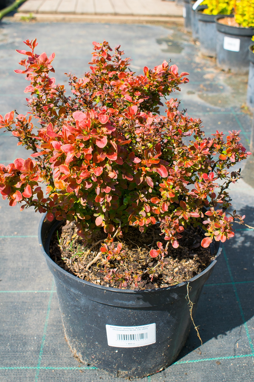 Барбарис тунберга "Admiration" (Адмирейшн) Барбарис тунберга "Admiration" (Адмирейшн)