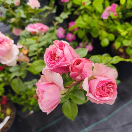 Роза чайно-гибридная Тсугуми