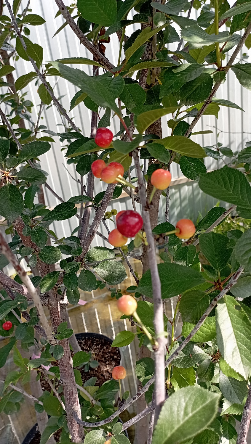 Вишня Булатниковская Вишня Булатниковская